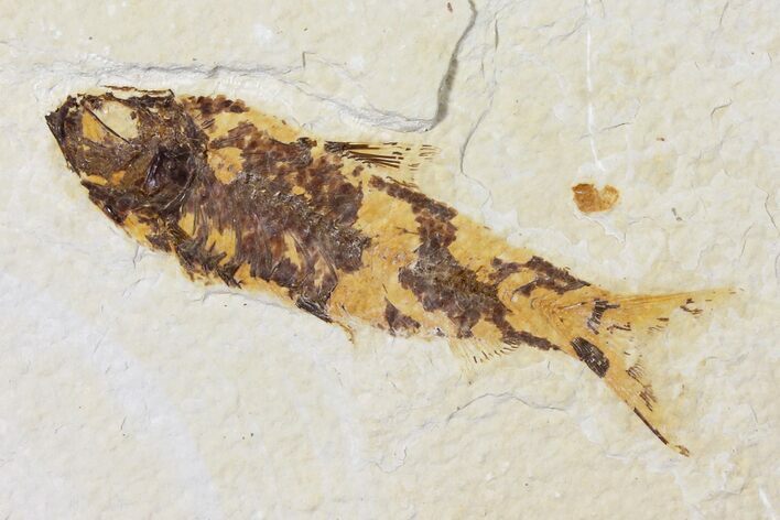 Bargain Fossil Fish (Knightia) - Green River Formation #133947